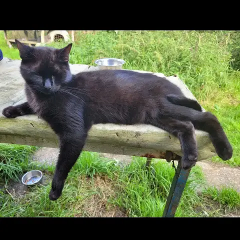Djette