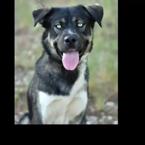 Koda