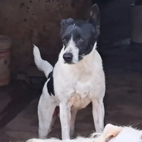 Piropo