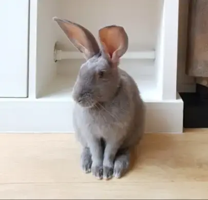 Willy