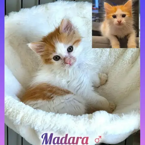 Madara