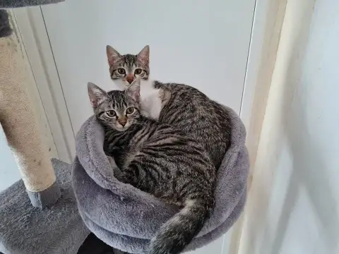 Shirley Et Twiggy photo 3