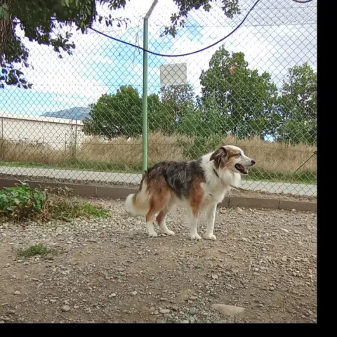 Kovu photo 2