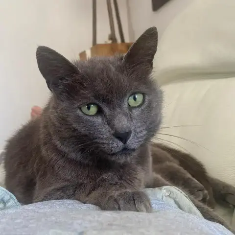 Pégase