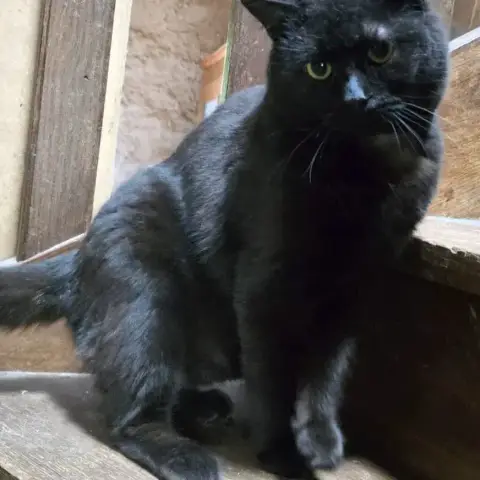 Figaro