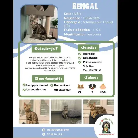 Bengal