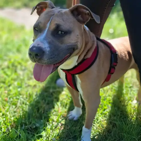 Maya