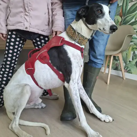 Bonillo photo 2