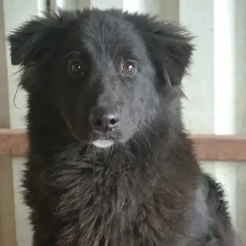 Vasco