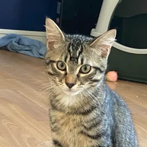 Amos