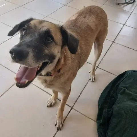 Milo photo 2