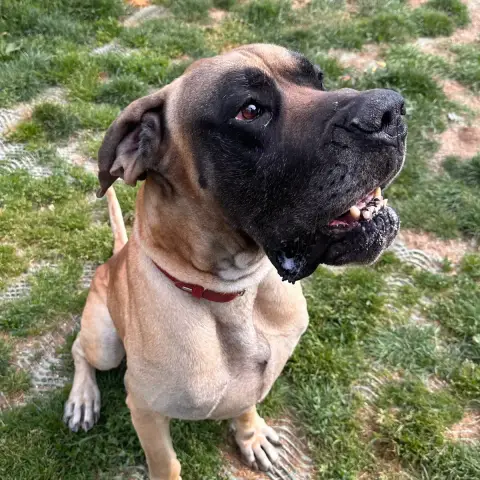 Paco