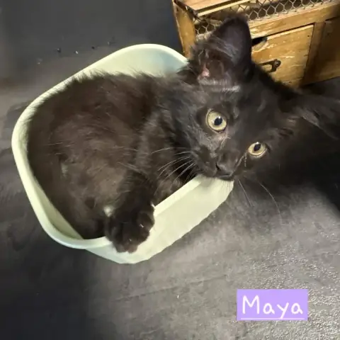 Maya photo 2