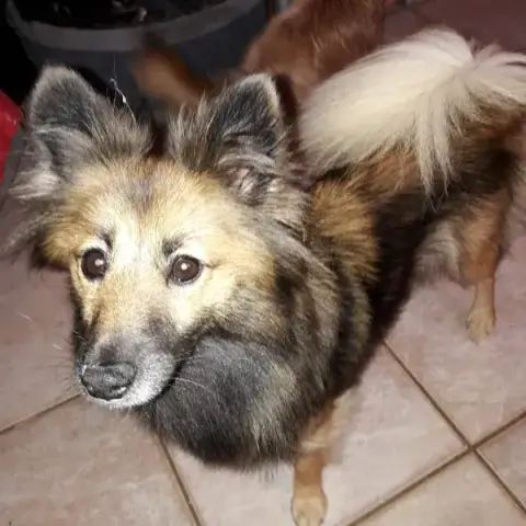Pepper photo 3