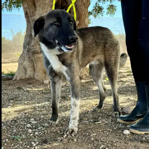 Bartolo