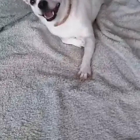 Poupi Petite Chihuahua Pleine D'Amour photo 2