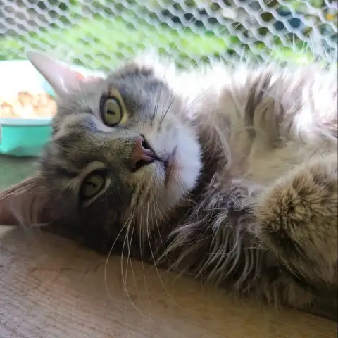 Nelson