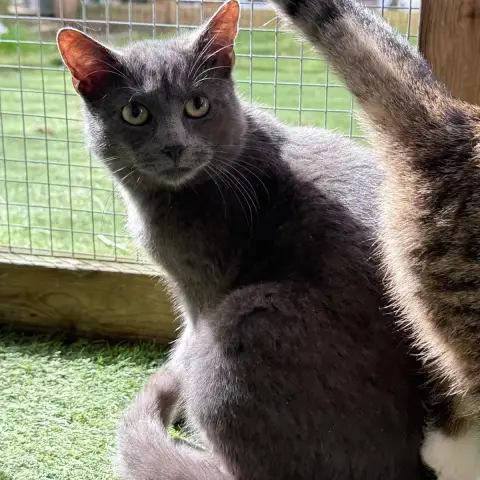 Merlin
