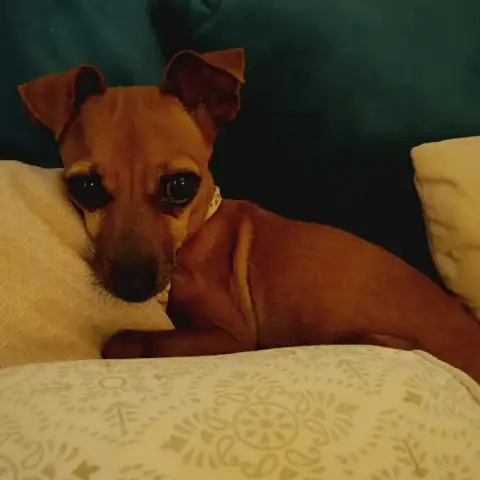 Roxy La Petite Clown