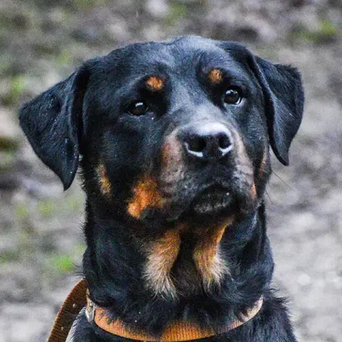 Nina