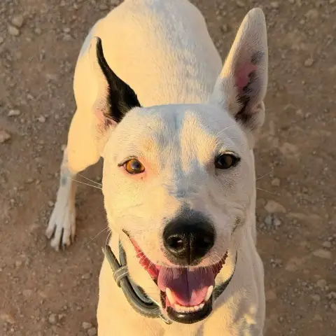Tayson