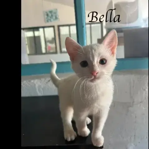 Bella