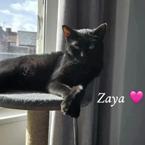 Zaya
