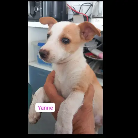 Yanne