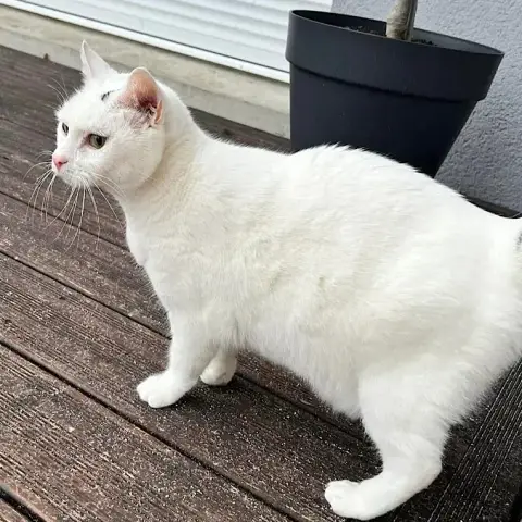 Simba