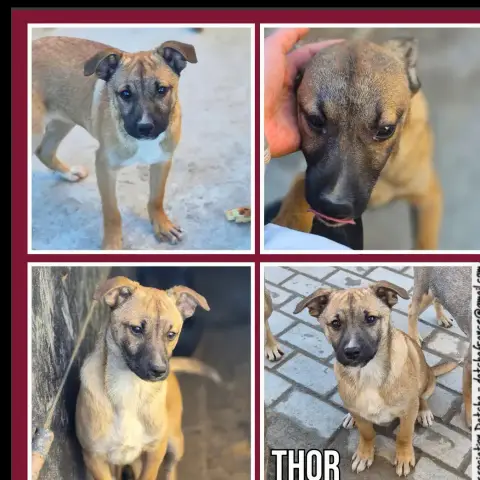 Thor
