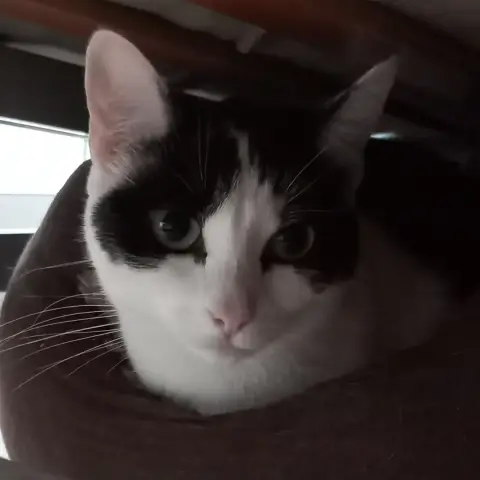 Ozzie