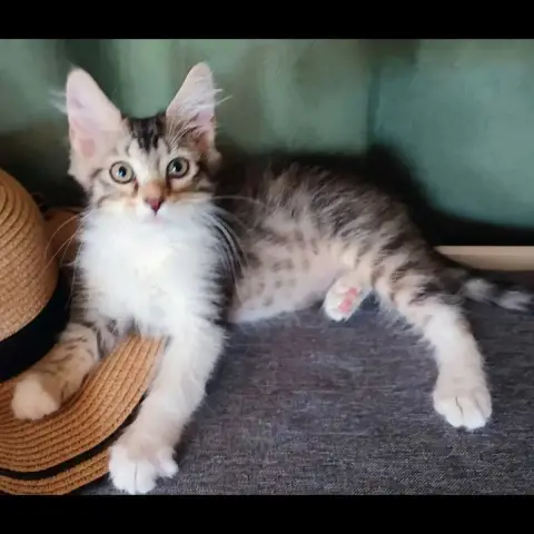 Paco
