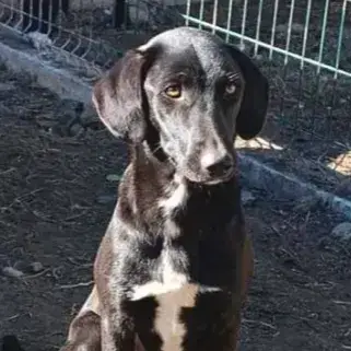 Dora