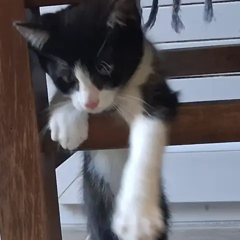 Chaton Noir Et Blanc