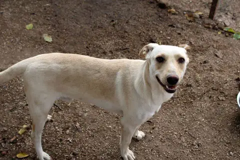 Zazou photo 2