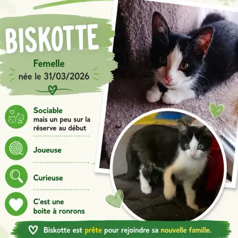 Biskotte