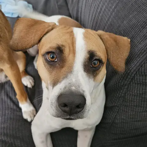 Elliot