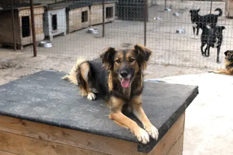 Tzunéa photo 2