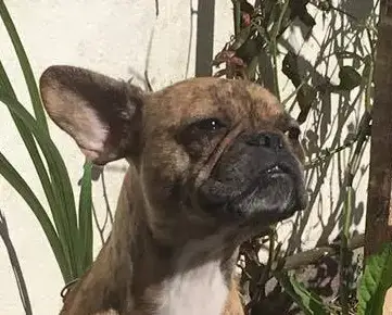 Jaïa