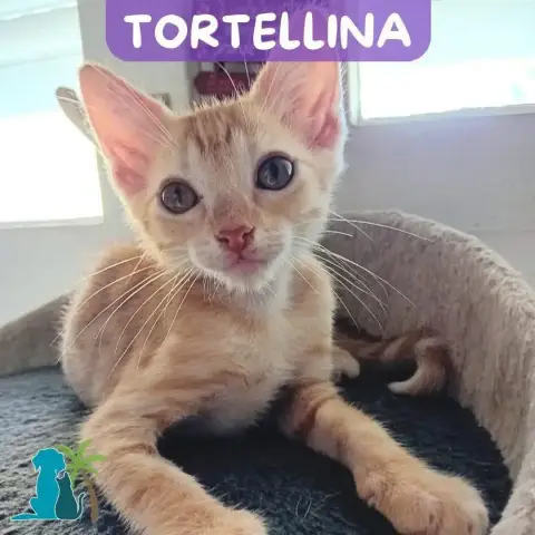 Tortellina