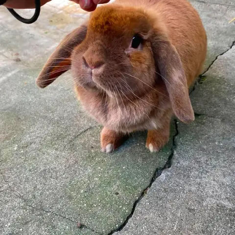 Caramel