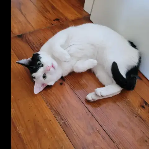 Zora