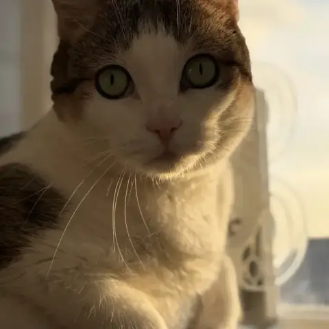 Nickie photo 2