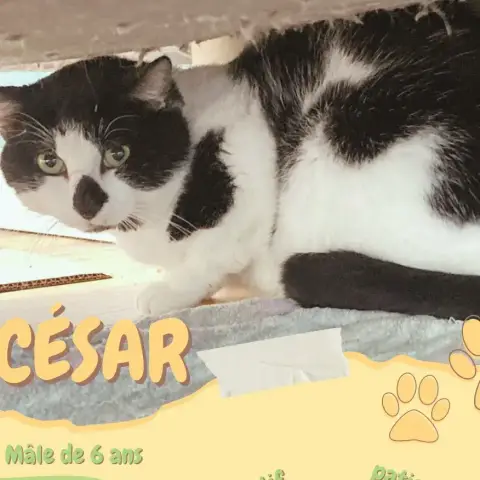 César