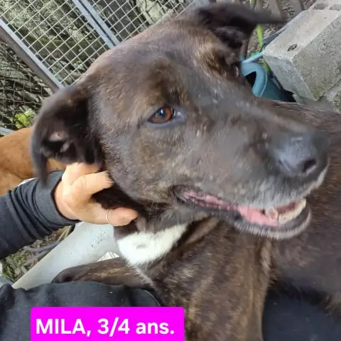 Mila photo 3