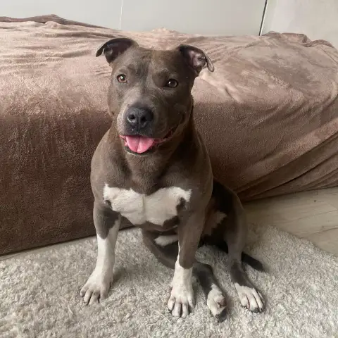 Nala photo 3