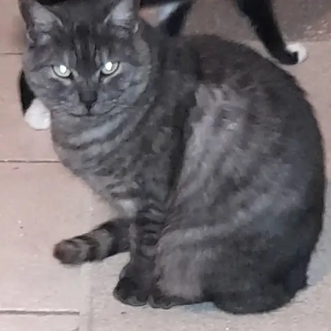 Ariel Chatte Adulte photo 2