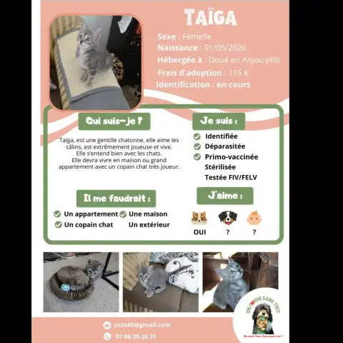 Taïga