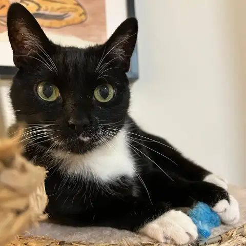 Socks photo 2