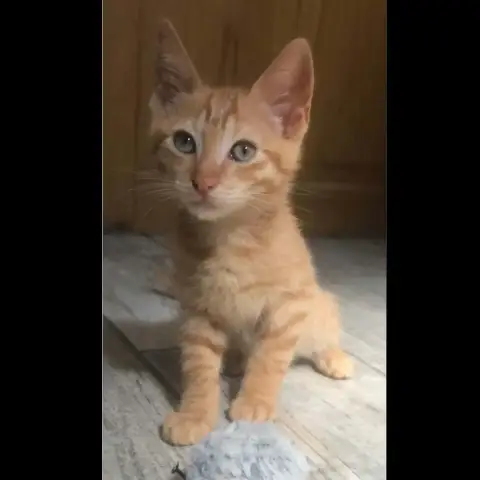 Charles